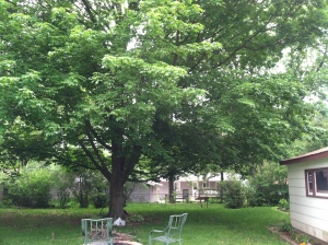 Photographic Memory 2. -- The maple tree here in Chicago was two decades younger back then. Sitting under it, I wrote a number of long letters to the loved ones I left behind in Calcutta.